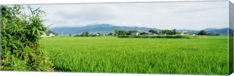 Framed Rice Field at Sunrise, Kyushu, Japan Print