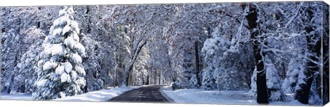 Framed Road passing through Snowy Forest in Winter, Yosemite National Park, California Print