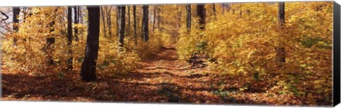 Framed Trees in Autumn, Stowe, Lamoille County, Vermont Print