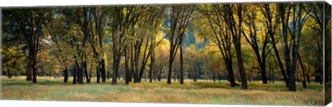 Framed Trees in Autumn, Yosemite National Park, California Print