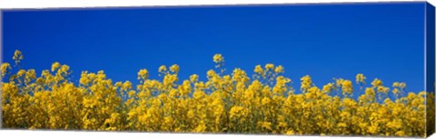 Framed Rape Field in Bloom under Blue Sky Print