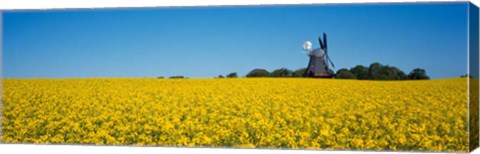 Framed Oilseed Rape Crop with a Traditional windmill, Germany Print