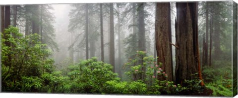 Framed Trees in Misty Forest Print