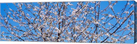 Framed Cherry Tree in Bloom, Germany Print