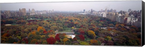 Framed Trees in a Park, Central Park, Manhattan Print