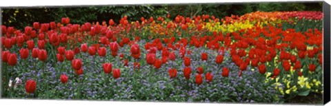 Framed Tulips Blooming in St. James&#39;s Park, London, England Print