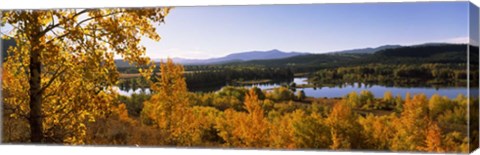 Framed Trees in Autumn, Grand Teton National Park, Wyoming Print