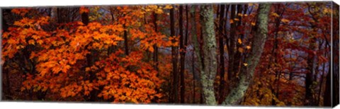 Framed Trees in Forest, Great Smoky Mountains National Park, North Carolina Print