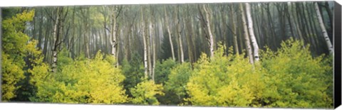 Framed Aspen Trees in a Forest, Utah Print