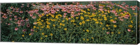 Framed Field of Flowers in Bloom, Marion County, Illinois Print