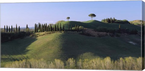 Framed Trees on Rolling Green Hills, Tuscany, Italy Print