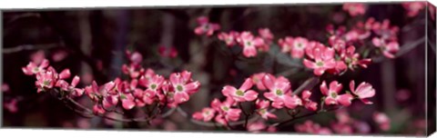 Framed Pink Flowers in Bloom Print