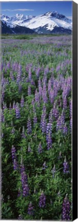 Framed Lupine Flowers in Bloom, Turnagain Arm, Alaska Print