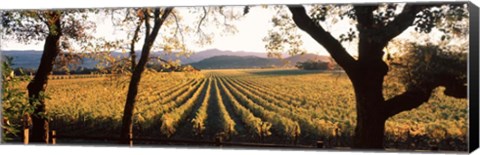 Framed Vines in Far Niente Winery, Napa Valley, California Print