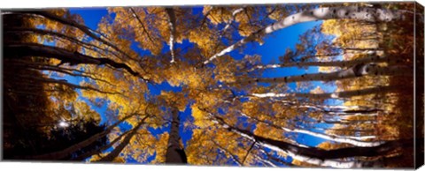 Framed Low Angle View of Aspen Trees in the Forest, Alpine Loop, Colorado Print