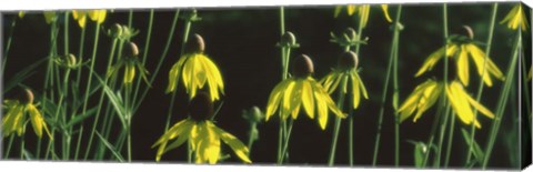 Framed Black-eyed Susan Blooming Print