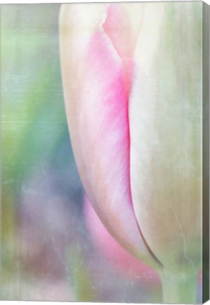 Framed Spring Beauty II Print