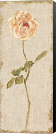 Framed Pale Rose Panel on White Vintage v2 Print