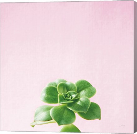 Framed Succulent Simplicity VII on Pink Print