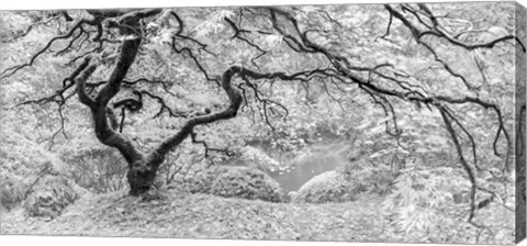 Framed Tree Print