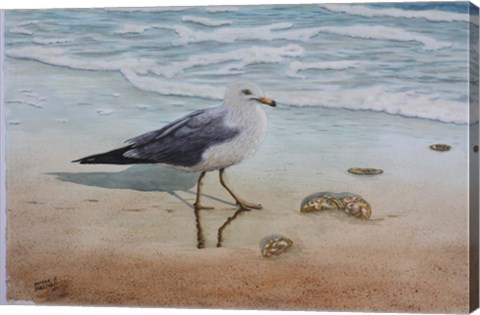 Framed 1 Seagull Print