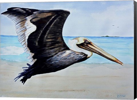 Framed Large Pelican Print