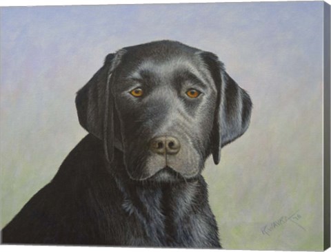Framed Black Labrador Retriever Print