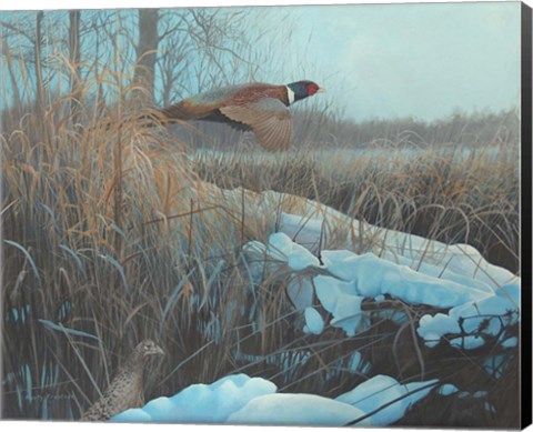 Framed Pheasent Print