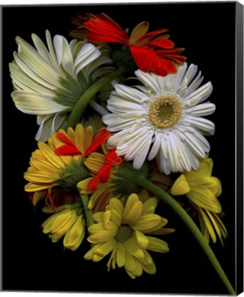 Framed Daisies Print