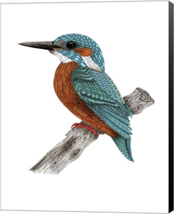 Framed Mr Kingfisher Print