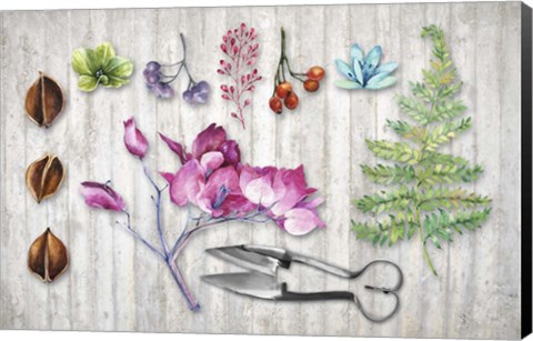 Framed Botanica II Print