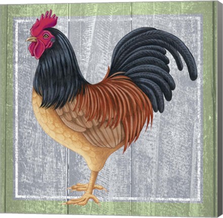 Framed Chicken 2 Print