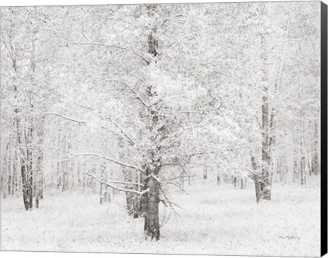 Framed Snow Covered Cottonwood Trees Print