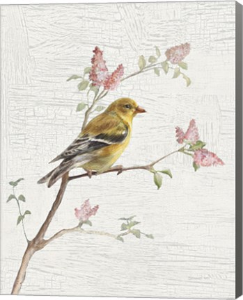 Framed Female Goldfinch Vintage v2 Print