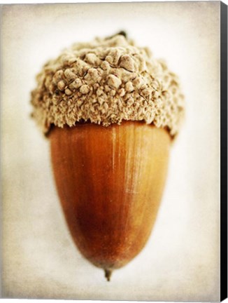 Framed Acorn Print