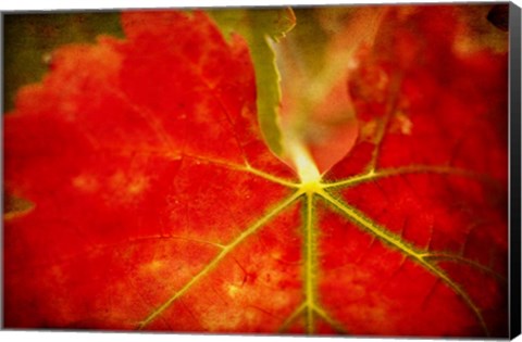 Framed Autumn's Fire Print