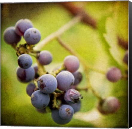 Framed Awaiting Harvest Print