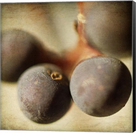 Framed Berries 5 Print