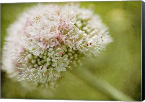 Framed Ever So Softly Print