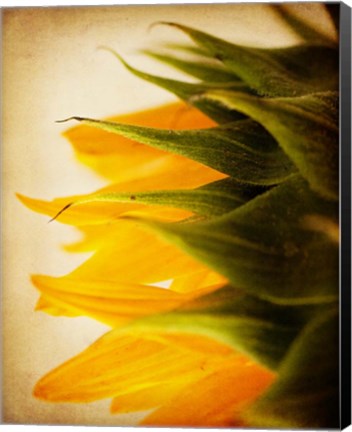 Framed Late Bloomer Print