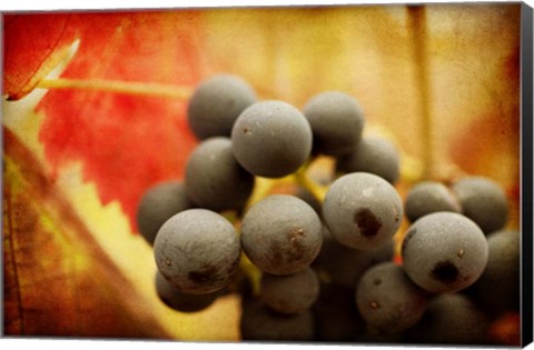 Framed Late Harvest Print