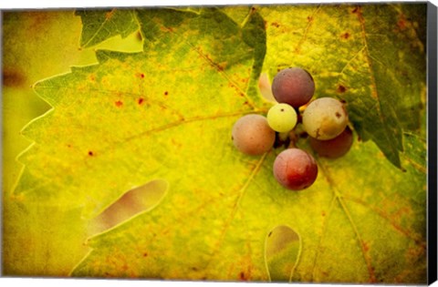 Framed Leaf and Cluster 1 Print