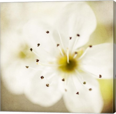 Framed Of Spring Print