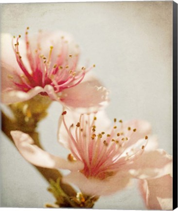 Framed Spring Whispers 1 Print