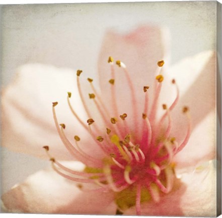 Framed Spring Whispers 3 Print