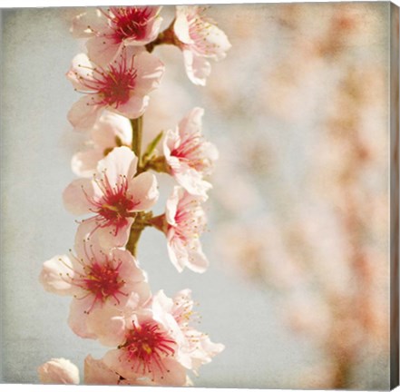 Framed Spring Whispers 4 Print