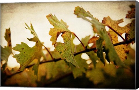 Framed Sunset Vines Print