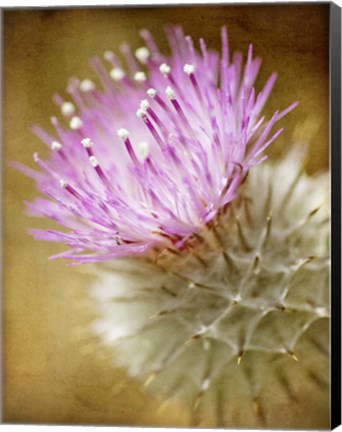 Framed Thistle Bloom Print