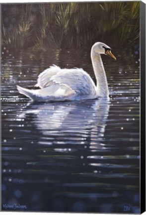 Framed Swan Print