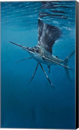 Framed Sailfish Print